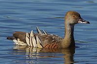 Plumed Whistling Duck