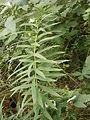 Polygonatum verticillatum