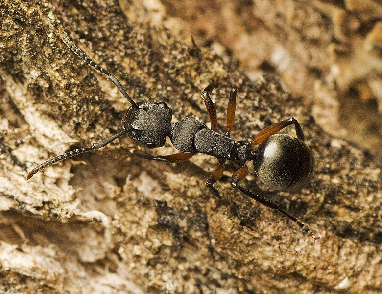 File:Polyrhachis femorata.jpg