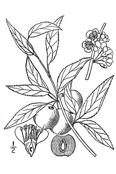 File:Prunus angustifolia.jpg