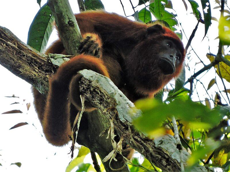 File:Red howler (Chalalan).jpg