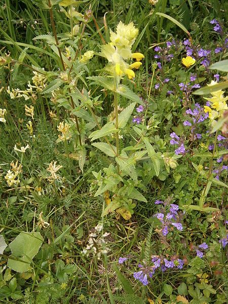 File:Rhinanthus alectorolophus01.jpg