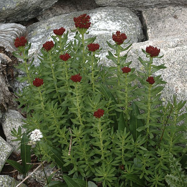 File:Rhodiola integrifolia habitus.jpg