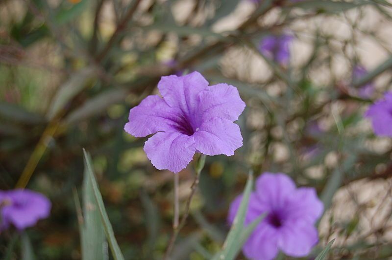 File:Ruellia tweediana3.JPG