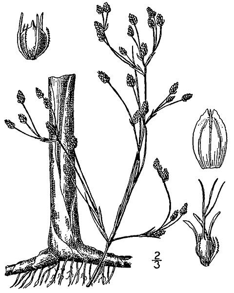 File:Schoenoplectus heterochaetus BB-1913.jpg