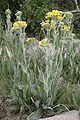 Slide butterweed or tall blacktip ragwort, trail from F. R. 144 to Chicoma