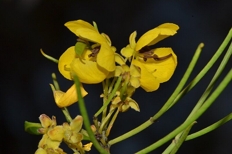 File:Senna charlesiana.jpg