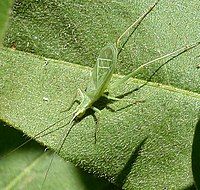 Snowy tree cricket