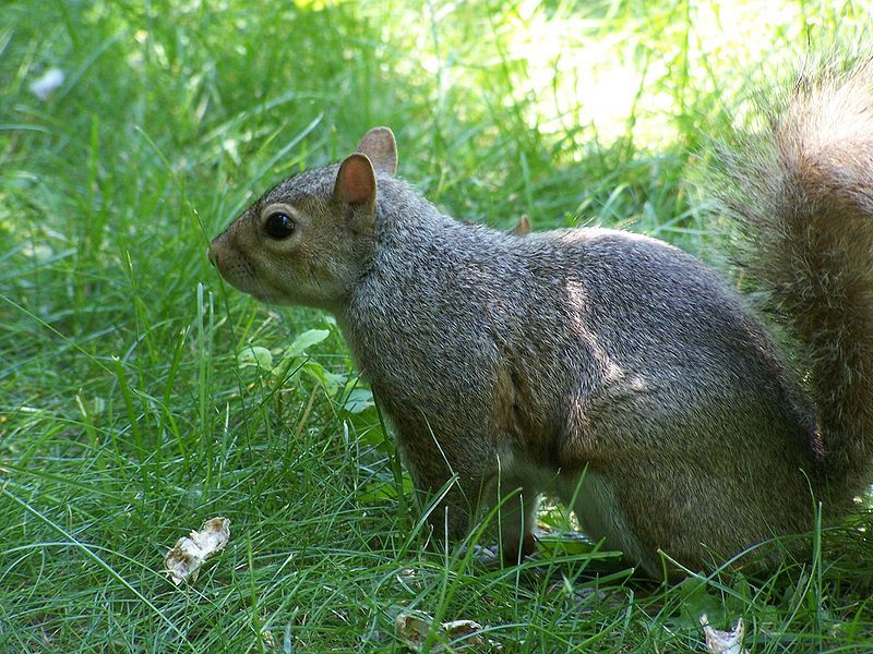 File:Squirrel thinking.jpg