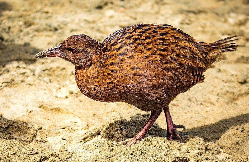 File:Stewart Island weka.jpg