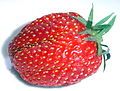 Antoine Nicolas Duchesne discovered that the cultivated strawberry ('Gariguette' pictured) was a hybrid of F. chiloensis and F. virginiana.[1]