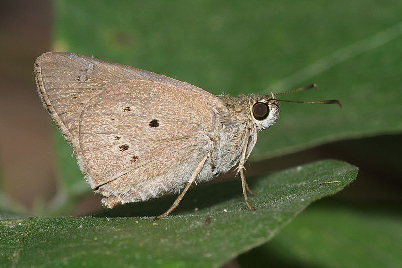 File:Suastus gremius-Kadavoor-2016-03-26-001.jpg