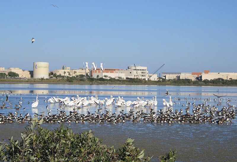 File:TAMUCC (11).JPG