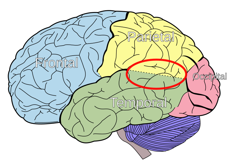 File:Temporo-parietal junction.svg