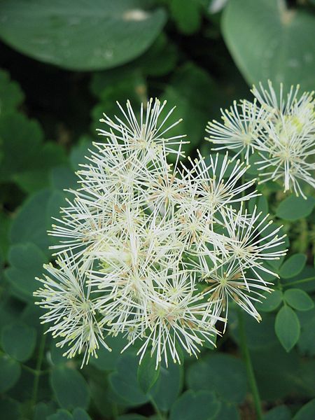 File:Thalictrum aquilegifolium05.jpg