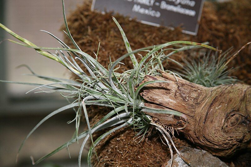 File:Tillandsia karwinskyana.jpg