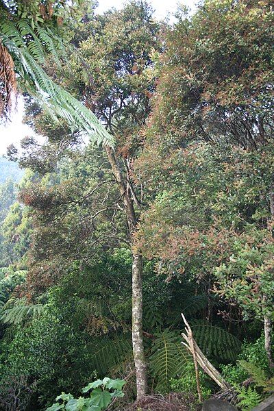 File:Towai-tree.jpg