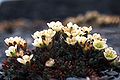 Tufted saxifrage