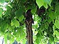 Camperdown Elm grafted on Siberian elm stock, Serbia