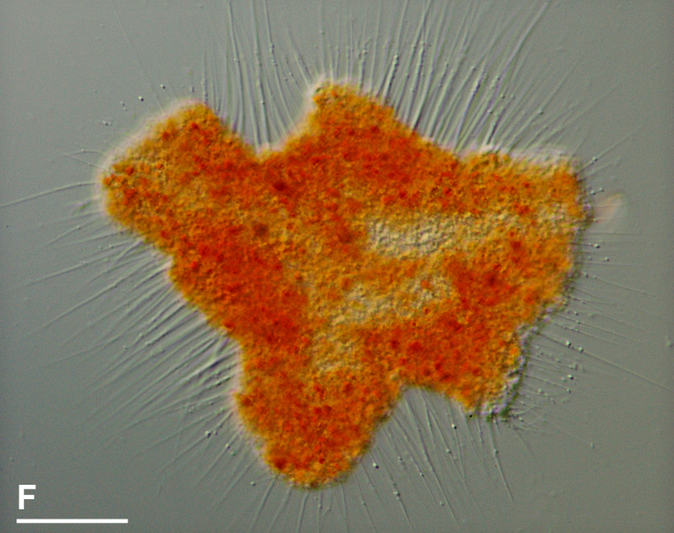 File:Vampyrella lateritia plasmodium.png