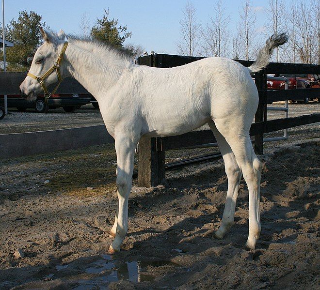 File:WeißgeborenerAppaloosa.jpg