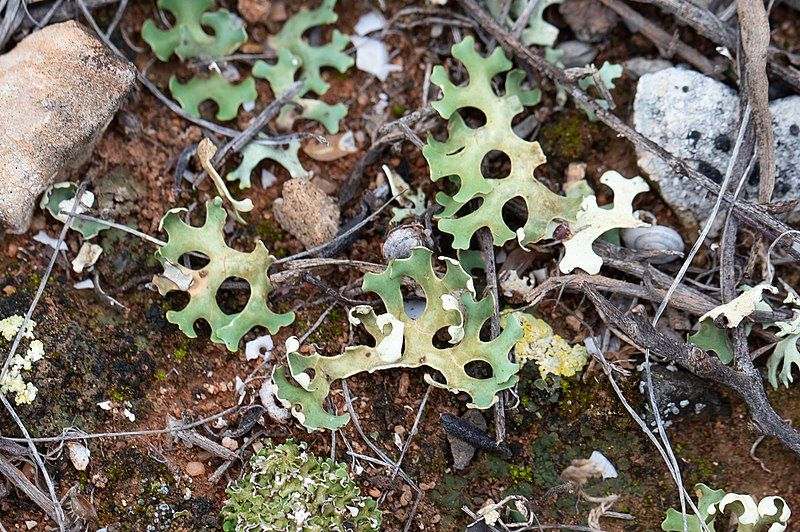 File:Xanthoparmelia semiviridis 197692279.jpg