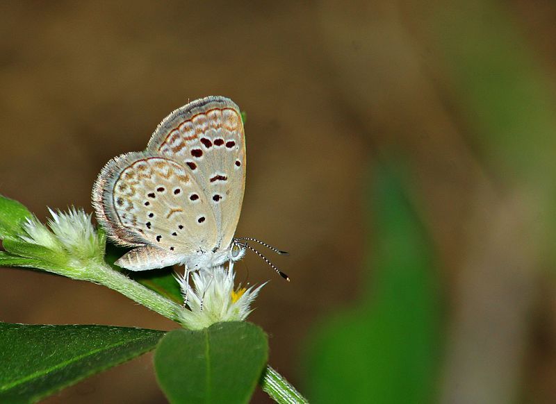 File:Zizeeria karsandra un.jpg