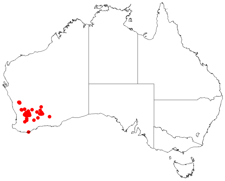 File:Acacia merinthophoraDistMap591.png