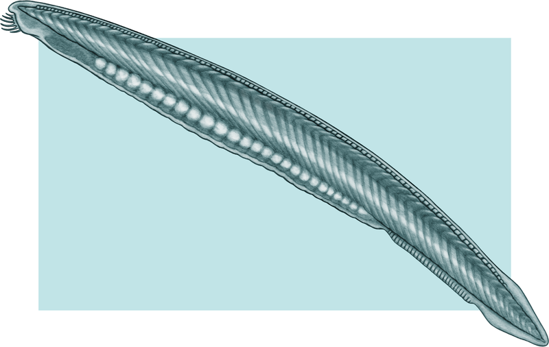 File:Amphioxus.png