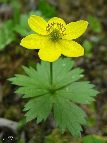 File:Anemone richardsonii.jpg