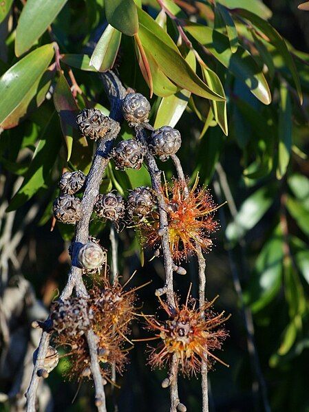 File:Asteromyrtus symphyocarpa.jpg