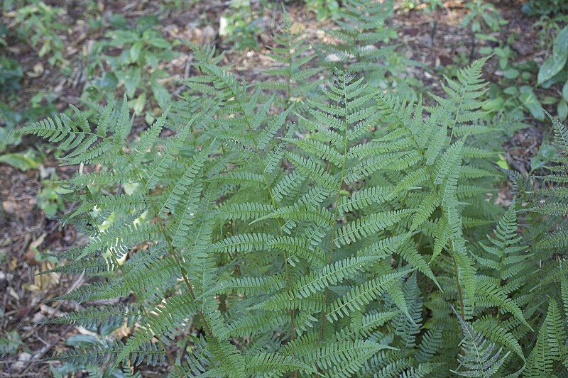 File:Athyrium asplenioides iNat-23739611.jpg