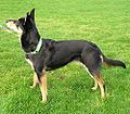 Australian Kelpie