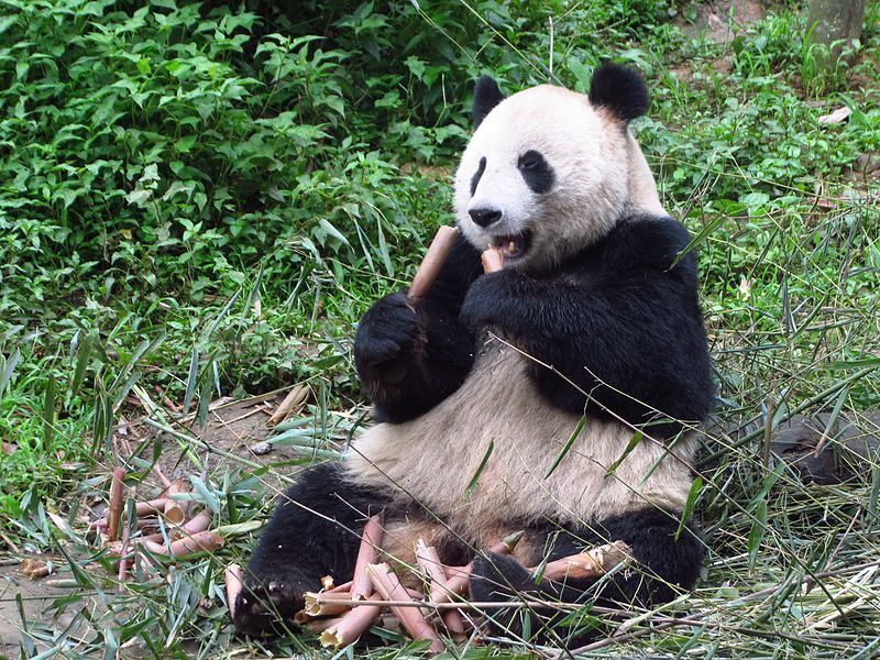 File:Bifengxia panda.jpg