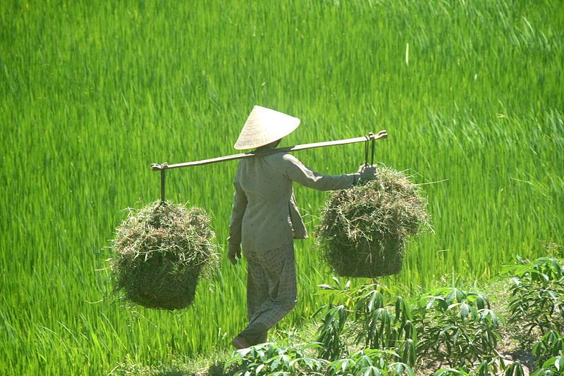 File:Binh Dinh farmer.jpg