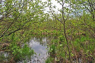 Alder-lined upper reach of the Bois Brule River