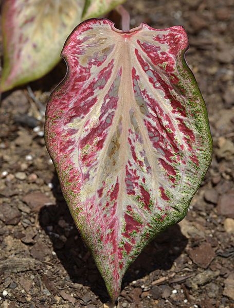 File:Caladium 'Candyland' Leaf.JPG