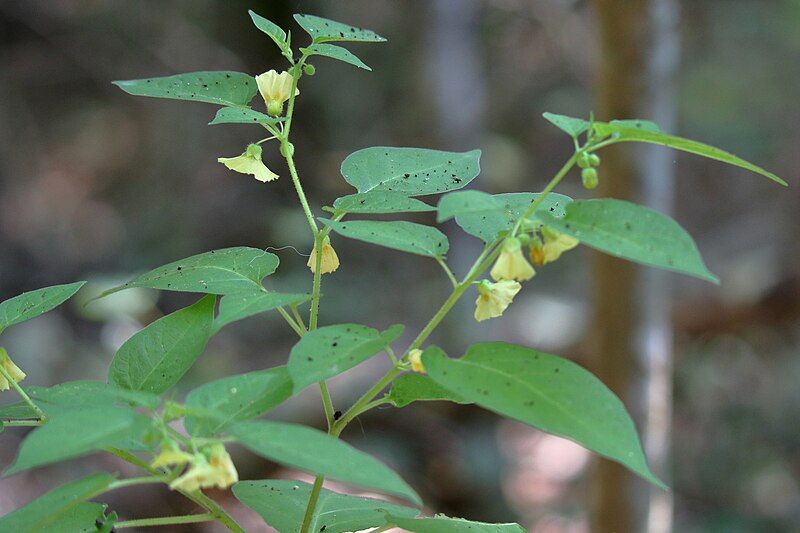 File:Calliphysalis carpenter.jpg