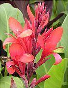 Canna coccinea (Cannaceae)