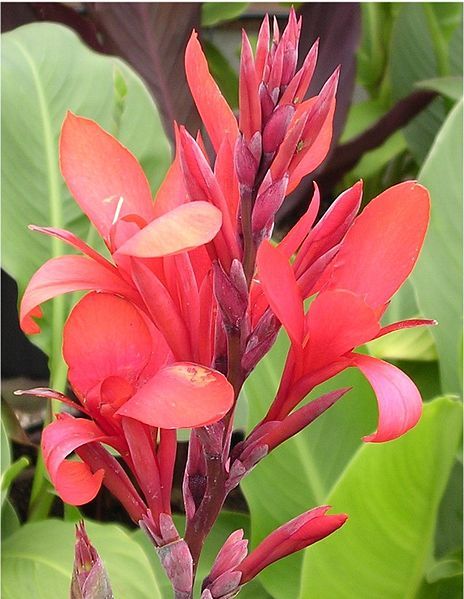 File:Canna Coccinea 2003072001.jpg