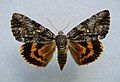 Catocala palaeogama old wife underwing