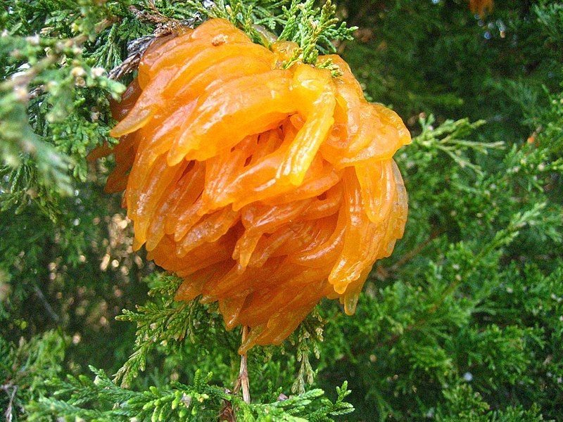 File:Cedar-apple rust 2.jpg