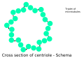 Centriole-schema