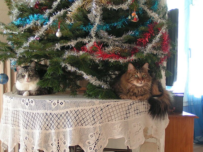 File:Chats de Noël.jpg