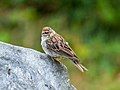 Image 98Chipping sparrow in Green-Wood Cemetery