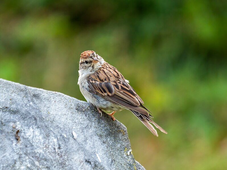 File:Chipping sparrow (05555).jpg