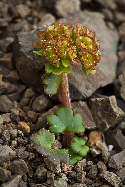 File:Chrysosplenium wrightii (7833503660).jpg