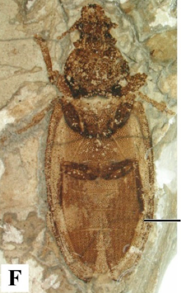 File:Cionocoleus planiusculus.png