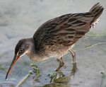 a small bird with a long orange beak stands in water