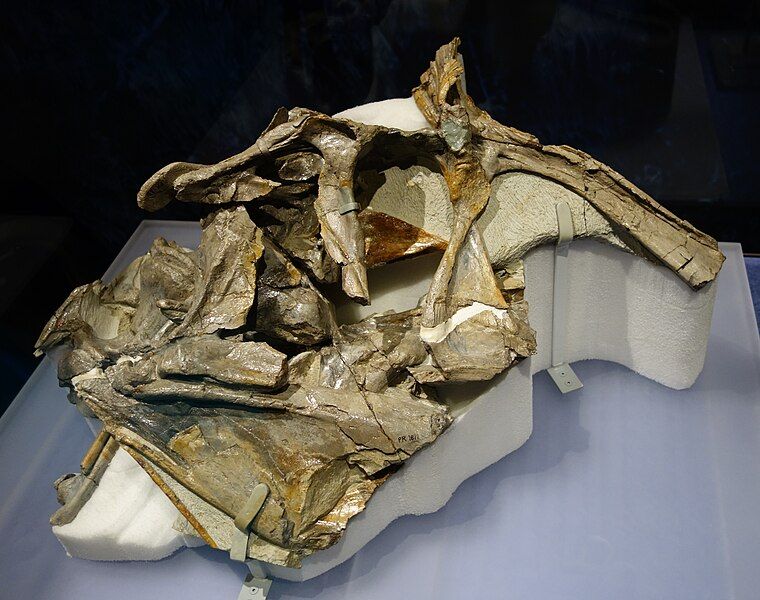 File:Cryolophosaurus skull PR-1821.jpg